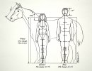 horse-anatomy-size-comparison.jpg